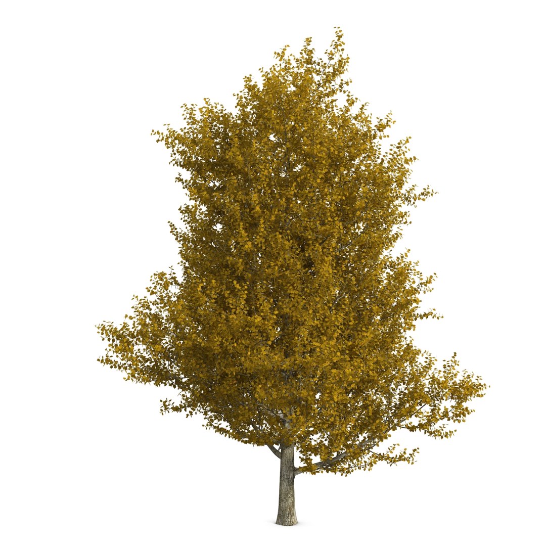 max yellow poplar tree https://p.turbosquid.com/ts-thumb/VQ/OKwEoJ/3LQ1sslM/yellowpoplartree_12/jpg/1393020770/1920x1080/fit_q87/fcaf8e2a36fa921f779f2b72c2a3373cfe9974ad/yellowpoplartree_12.jpg