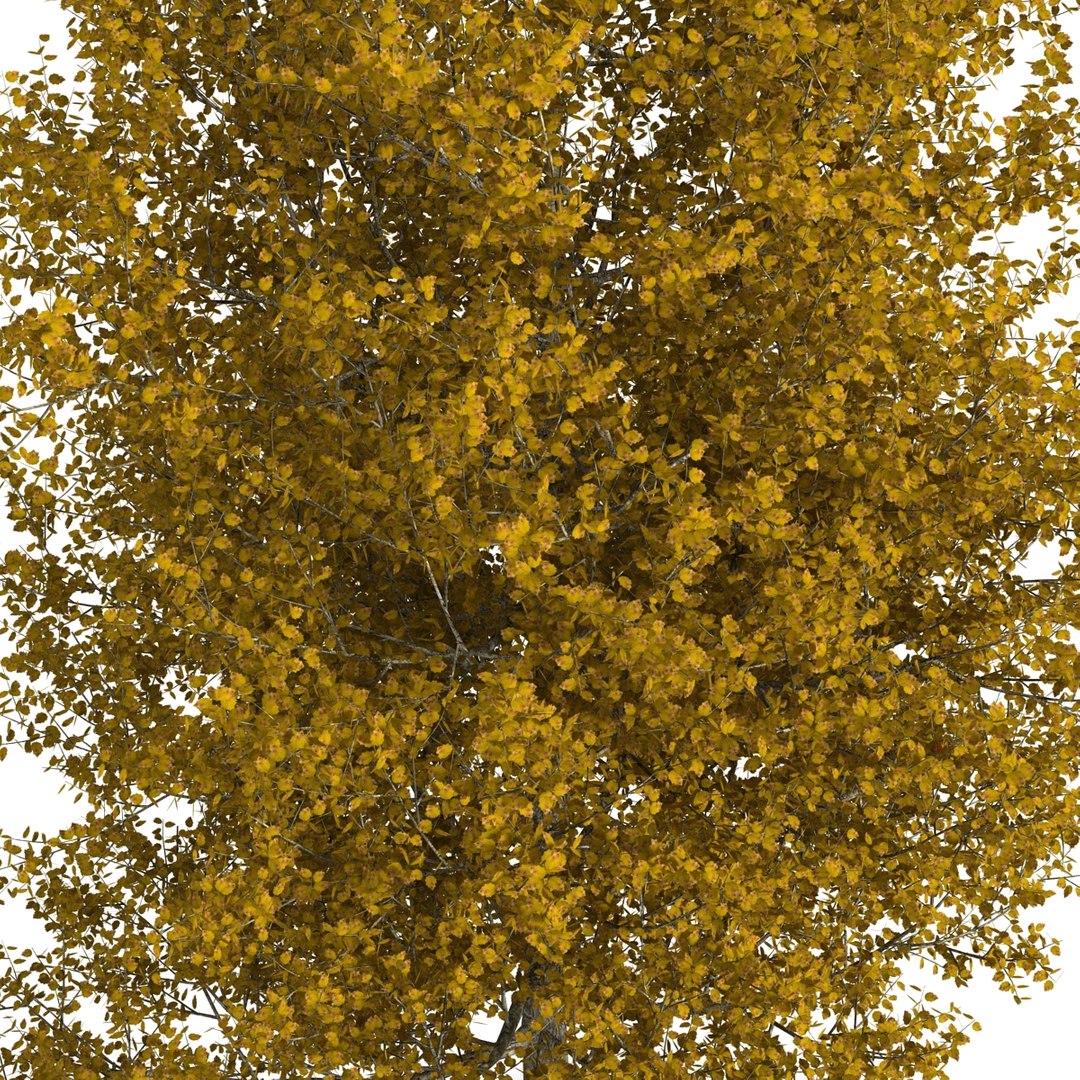 max yellow poplar tree https://p.turbosquid.com/ts-thumb/VQ/OKwEoJ/4lnjuPPm/yellowpoplartree_17/jpg/1393020790/1920x1080/fit_q87/8d8813f1fc9cfd84fea972a1a0cb39777b9fdc21/yellowpoplartree_17.jpg