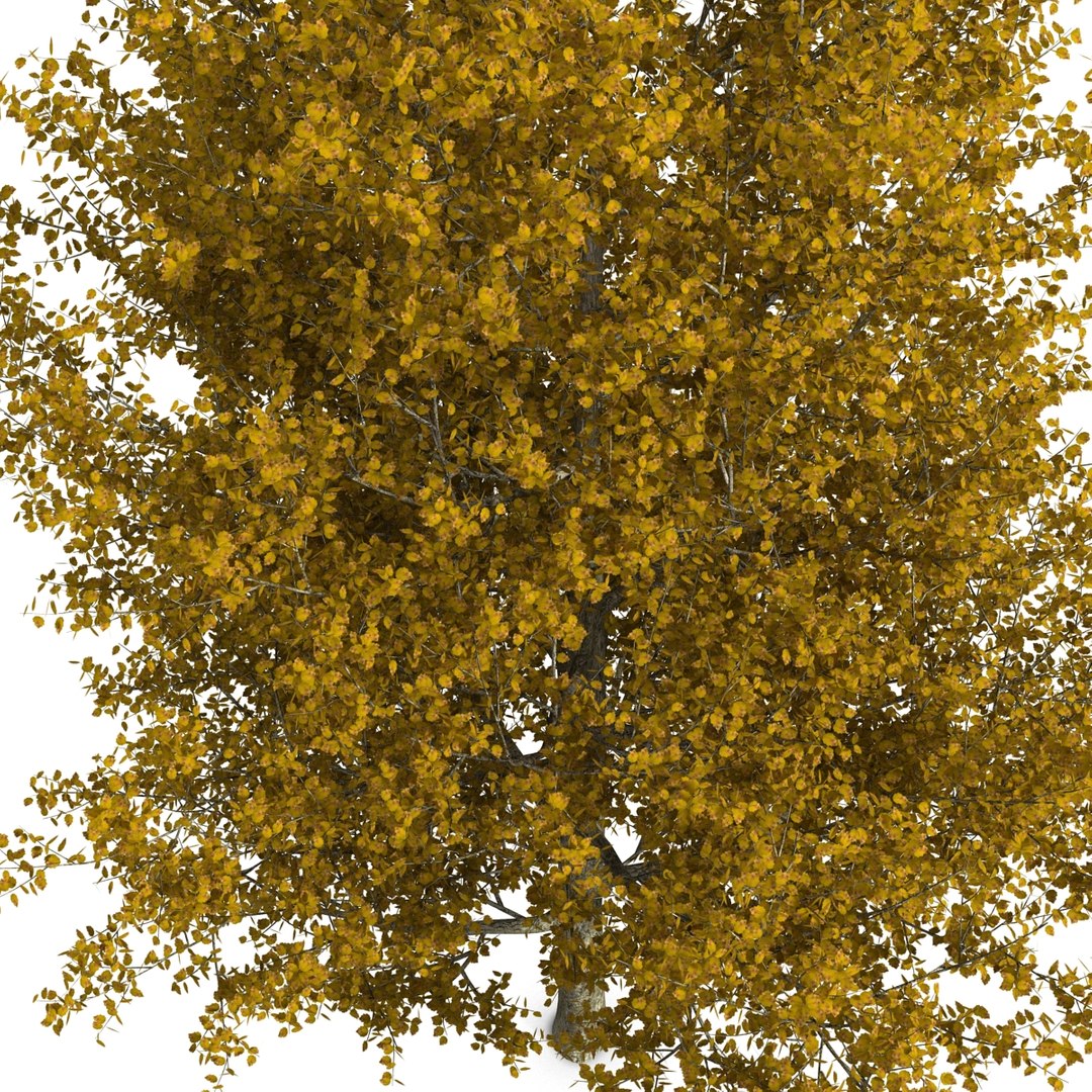 max yellow poplar tree https://p.turbosquid.com/ts-thumb/VQ/OKwEoJ/5kcAue2J/yellowpoplartree_20/jpg/1393020803/1920x1080/fit_q87/7890bb2a0bc0dd003eacecad9bdd83a92716b99b/yellowpoplartree_20.jpg