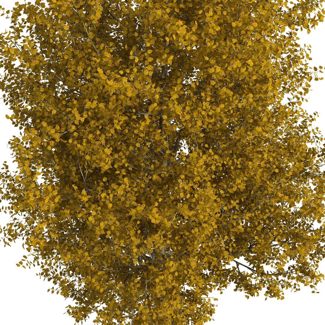 max yellow poplar tree https://p.turbosquid.com/ts-thumb/VQ/OKwEoJ/6JU4oBeP/yellowpoplartree_19/jpg/1393020796/1920x1080/fit_q87/45c66f866a572a43fcce5175136308ddd3e37d84/yellowpoplartree_19.jpg