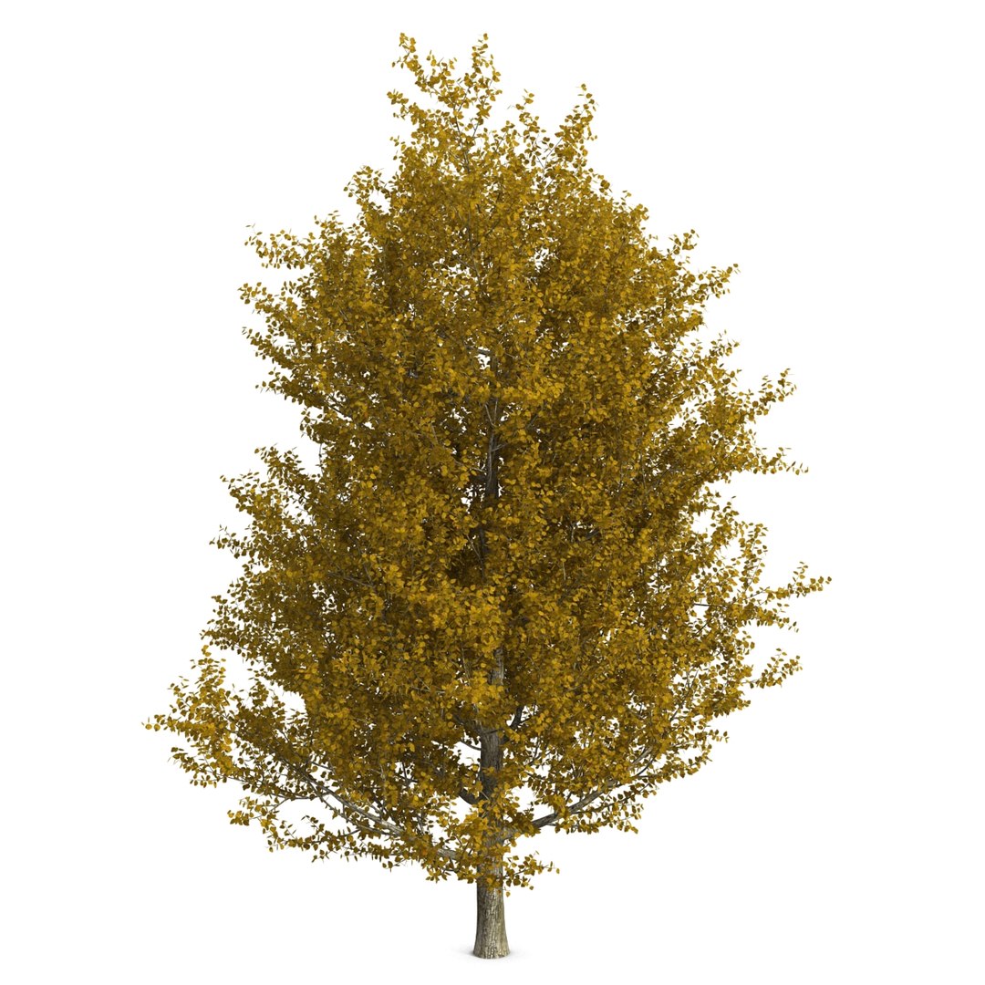 max yellow poplar tree https://p.turbosquid.com/ts-thumb/VQ/OKwEoJ/A7jNpLCb/yellowpoplartree_7/jpg/1393020754/1920x1080/fit_q87/e56e77c1b071273c1ecf036c7f5e938aa7ddf446/yellowpoplartree_7.jpg