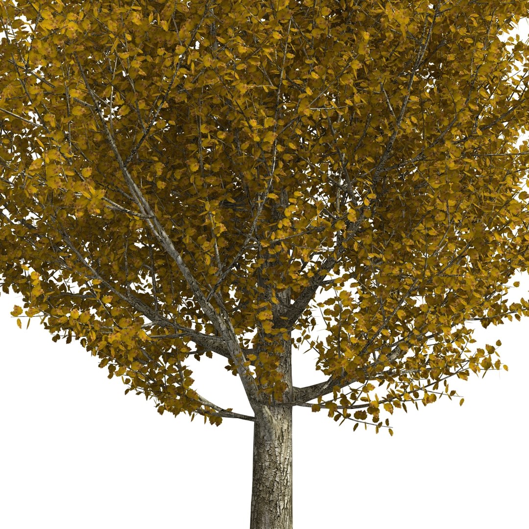 max yellow poplar tree https://p.turbosquid.com/ts-thumb/VQ/OKwEoJ/B0MCOVBT/yellowpoplartree_27/jpg/1393020829/1920x1080/fit_q87/33901dfc965d8d99e464627bd1349ee2086e7094/yellowpoplartree_27.jpg