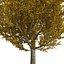 Peuplier jaune