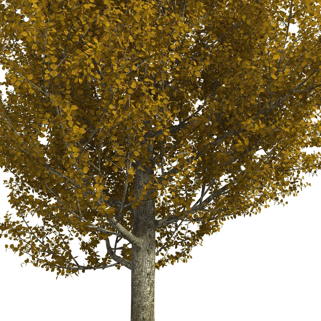 max yellow poplar tree https://p.turbosquid.com/ts-thumb/VQ/OKwEoJ/B7TDpIo9/yellowpoplartree_30/jpg/1393020842/1920x1080/fit_q87/843f8e7d737ba355417a5222e29bf5817458353b/yellowpoplartree_30.jpg