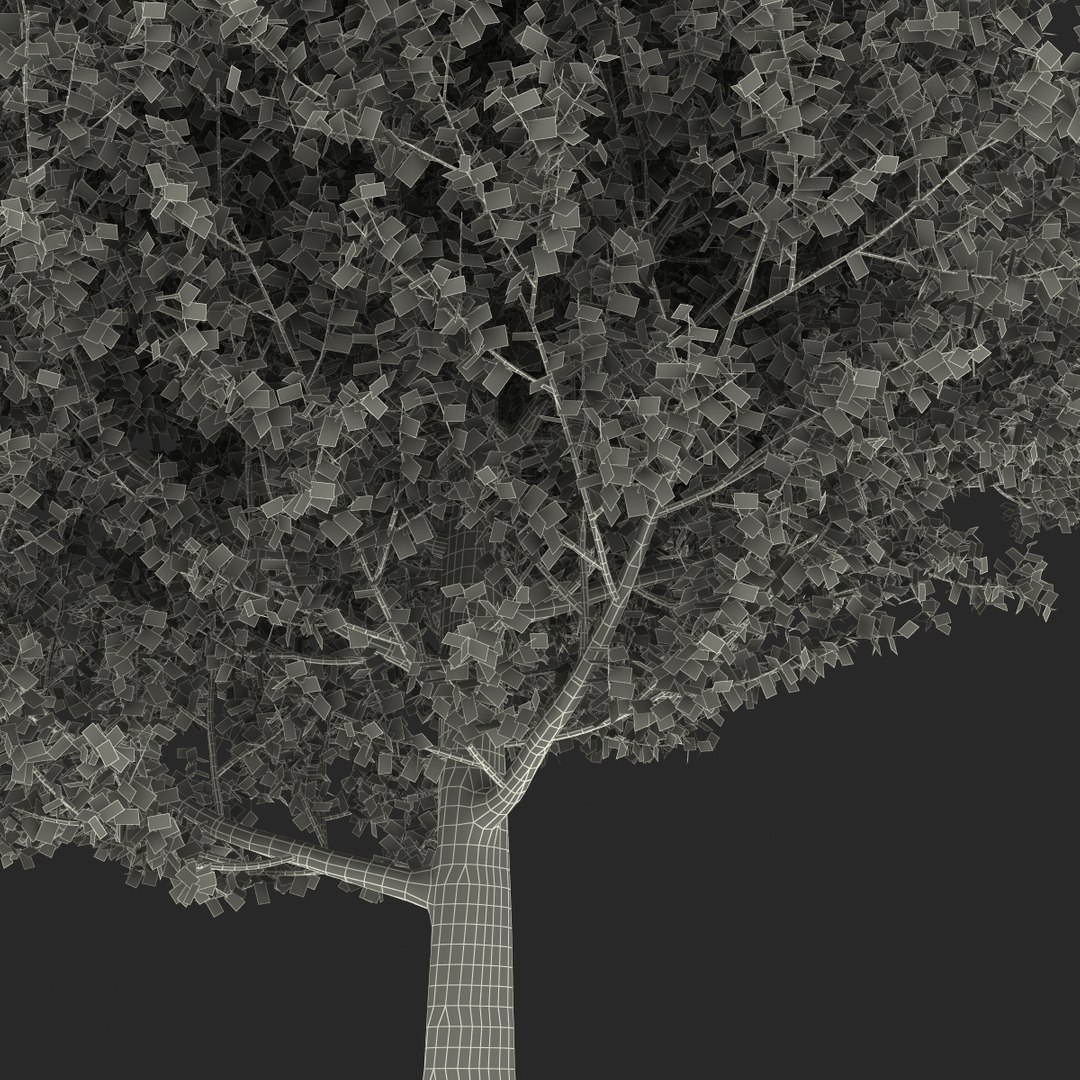 max yellow poplar tree https://p.turbosquid.com/ts-thumb/VQ/OKwEoJ/DRS1miEy/yellowpoplartree_35/jpg/1393020863/1920x1080/fit_q87/7148fa71ed29a4e4e74de4dede7c01bef8e9c1dd/yellowpoplartree_35.jpg