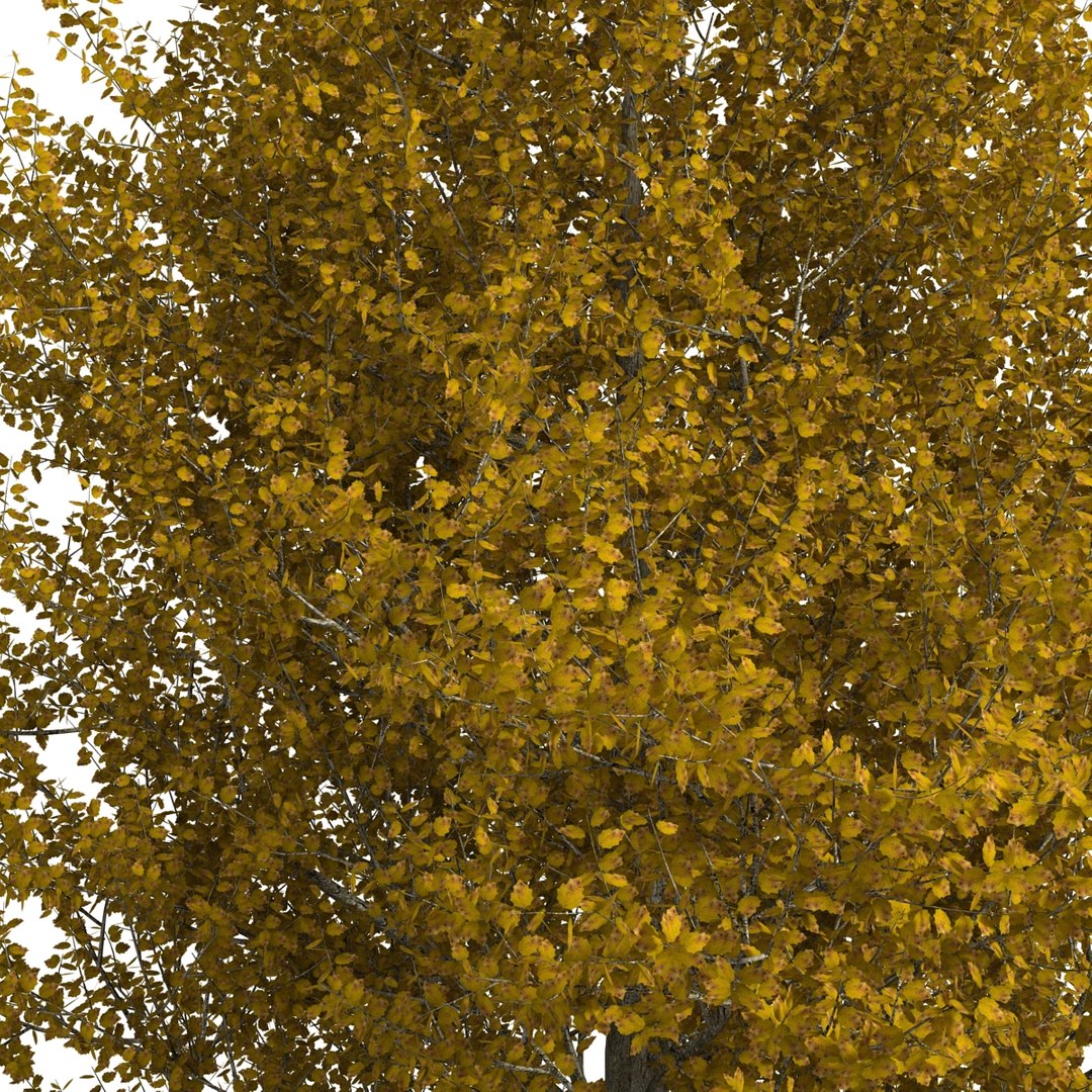 max yellow poplar tree https://p.turbosquid.com/ts-thumb/VQ/OKwEoJ/IGapncU4/yellowpoplartree_21/jpg/1393020807/1920x1080/fit_q87/08037193122baec666c7a4dea6725c3e75685ab5/yellowpoplartree_21.jpg