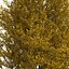 Peuplier jaune