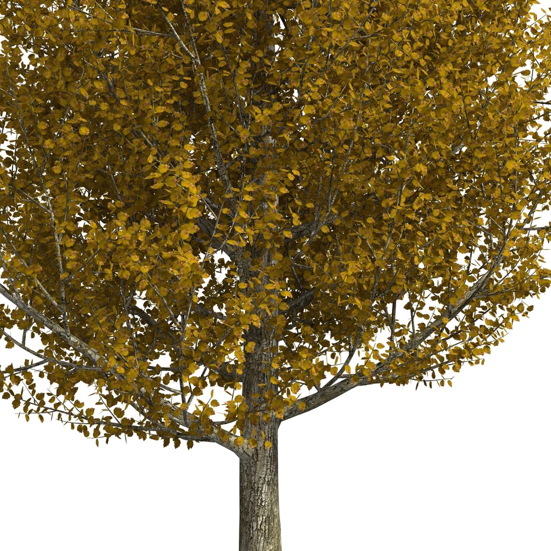 max yellow poplar tree https://p.turbosquid.com/ts-thumb/VQ/OKwEoJ/IjFDzVpz/yellowpoplartree_28/jpg/1393020833/1920x1080/fit_q87/fbd941b9ac5e9a563d0208f014a171322852d300/yellowpoplartree_28.jpg