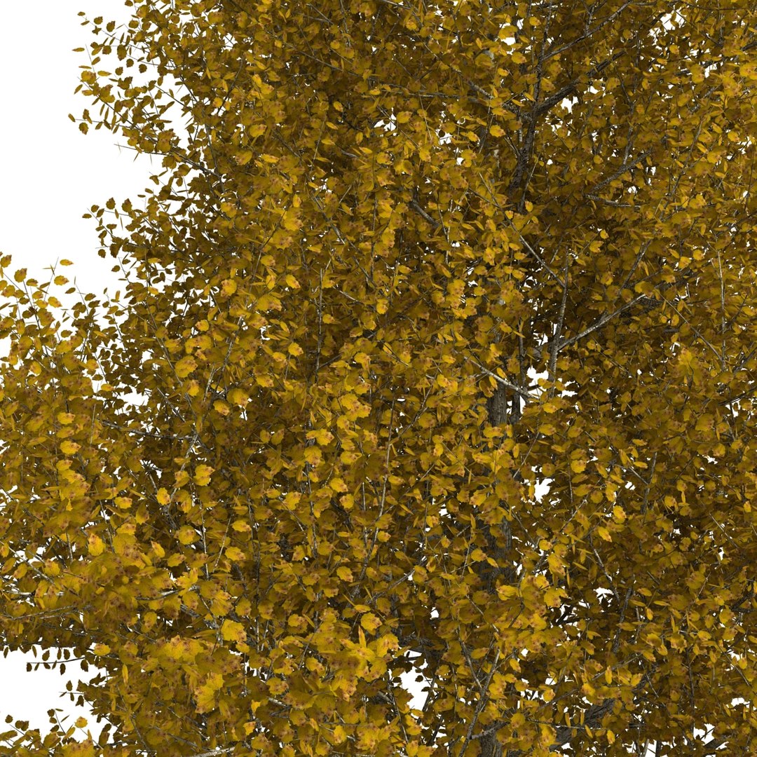 max yellow poplar tree https://p.turbosquid.com/ts-thumb/VQ/OKwEoJ/KRJIp6fN/yellowpoplartree_24/jpg/1393020818/1920x1080/fit_q87/ab74752309186846ffc677c90c176fbf2a120184/yellowpoplartree_24.jpg