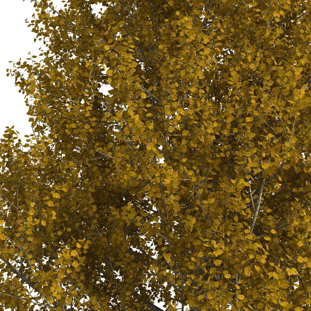 max yellow poplar tree https://p.turbosquid.com/ts-thumb/VQ/OKwEoJ/ShQMHksu/yellowpoplartree_25/jpg/1393020823/1920x1080/fit_q87/e05d47b07ea60cc4730e5e07acb95d740ee6552f/yellowpoplartree_25.jpg