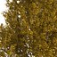Peuplier jaune