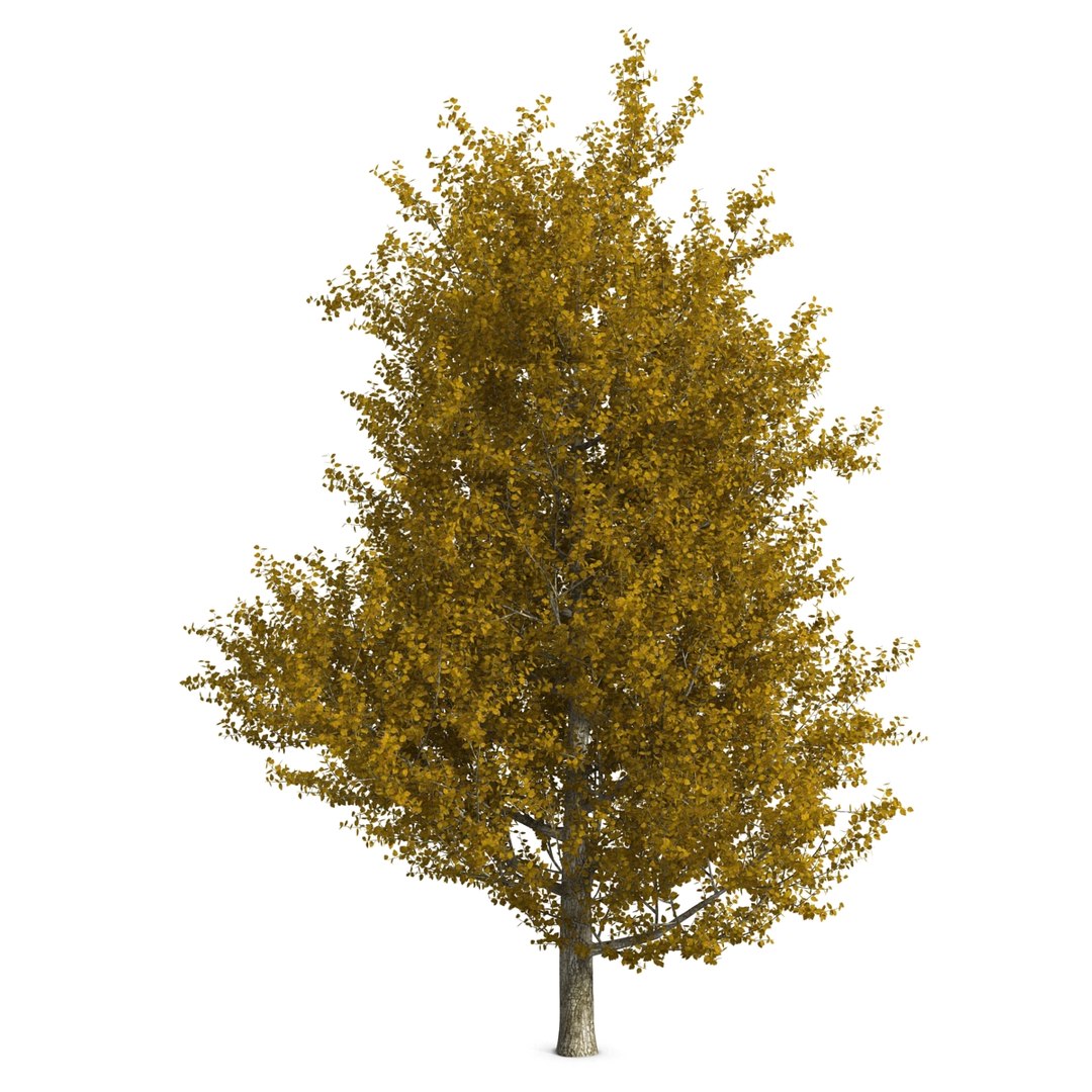 max yellow poplar tree https://p.turbosquid.com/ts-thumb/VQ/OKwEoJ/ULuJrrbD/yellowpoplartree_13/jpg/1393020774/1920x1080/fit_q87/a276638f45f55859b139589e007caa8cf7a23956/yellowpoplartree_13.jpg