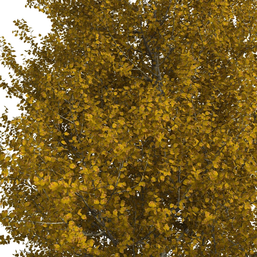 max yellow poplar tree https://p.turbosquid.com/ts-thumb/VQ/OKwEoJ/VBlCGLjP/yellowpoplartree_22/jpg/1393020811/1920x1080/fit_q87/90cebd3093d33ba295af70fc3dfbf442d35a6b28/yellowpoplartree_22.jpg