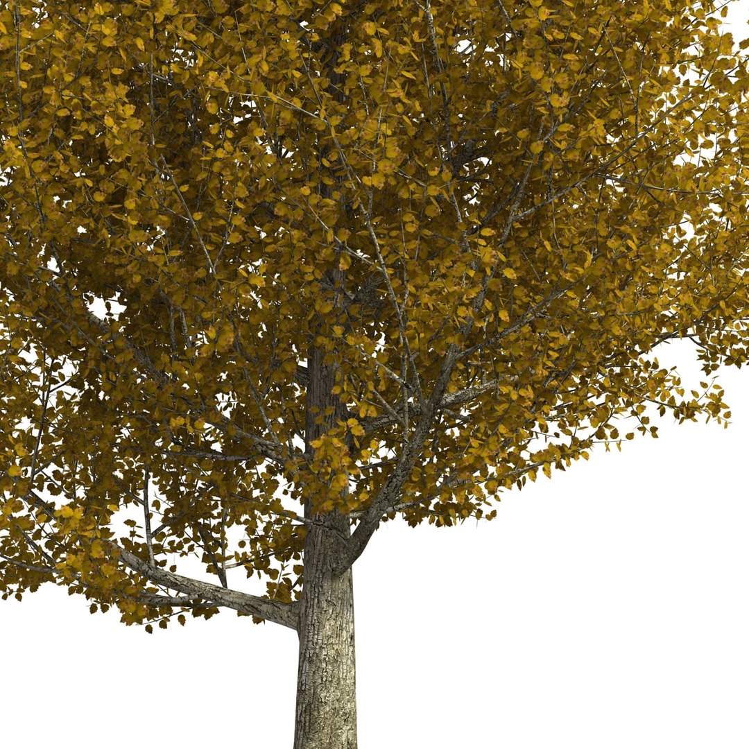 max yellow poplar tree https://p.turbosquid.com/ts-thumb/VQ/OKwEoJ/WCNtdmTe/yellowpoplartree_29/jpg/1393020838/1920x1080/fit_q87/00b6dc4af34848c2839795fd91e02052fbca708f/yellowpoplartree_29.jpg
