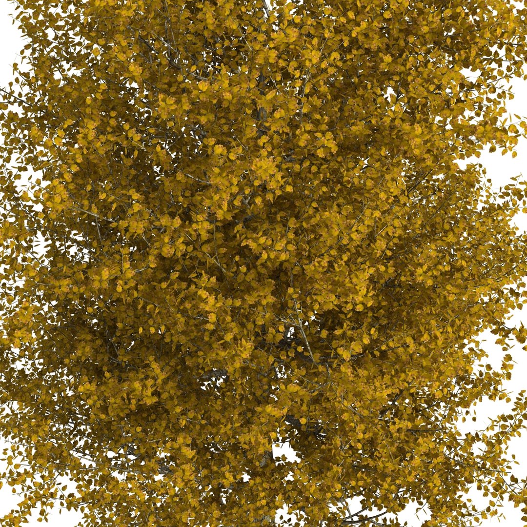 max yellow poplar tree https://p.turbosquid.com/ts-thumb/VQ/OKwEoJ/YeXuCgTB/yellowpoplartree_18/jpg/1393020793/1920x1080/fit_q87/4c2ab72fcf905d045f253509d16f8cf4d307c8f2/yellowpoplartree_18.jpg