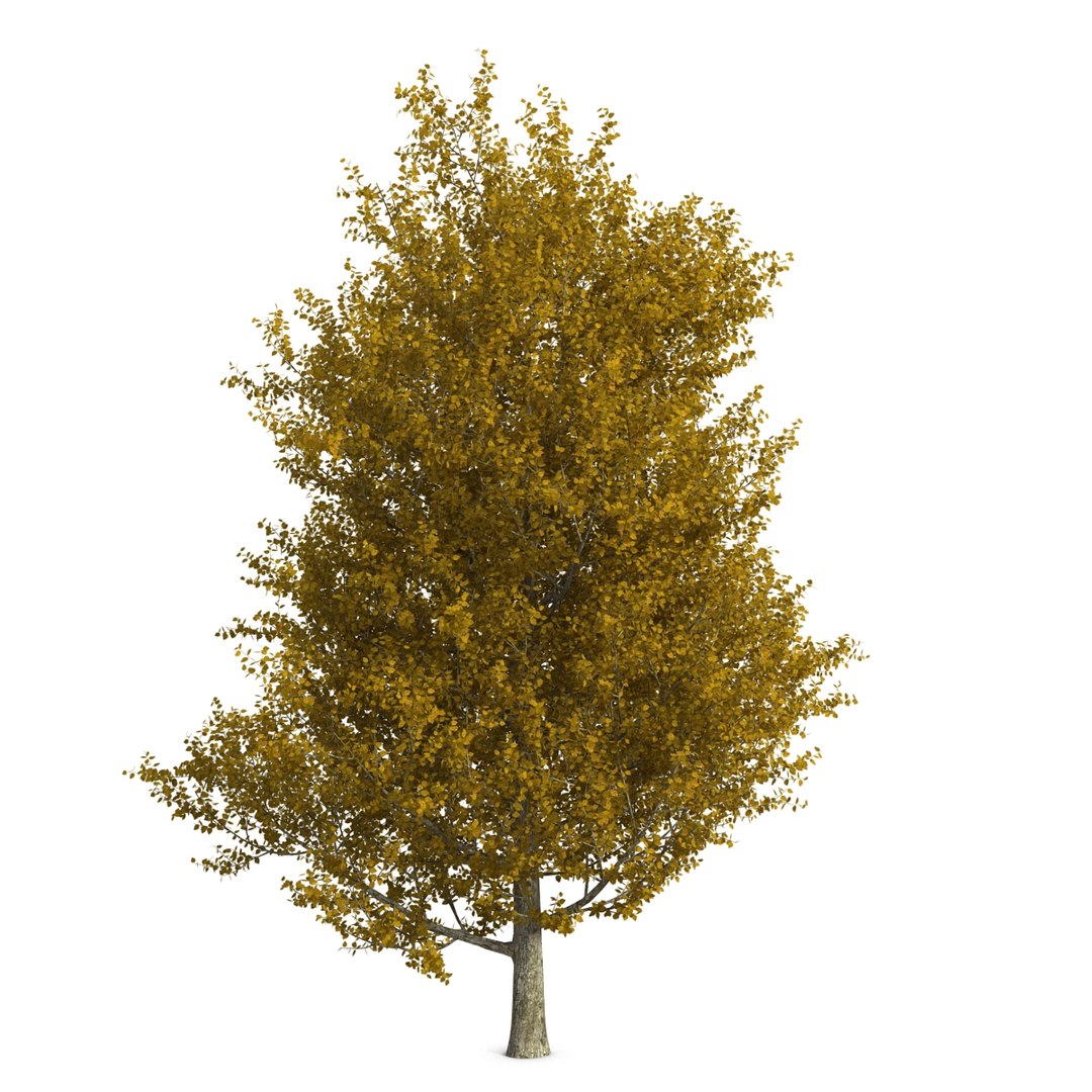 max yellow poplar tree https://p.turbosquid.com/ts-thumb/VQ/OKwEoJ/ZInBqwYi/yellowpoplartree_8/jpg/1393020757/1920x1080/fit_q87/eb808ab4ba07fd79cc43f3927d432d1dbaecd4ea/yellowpoplartree_8.jpg