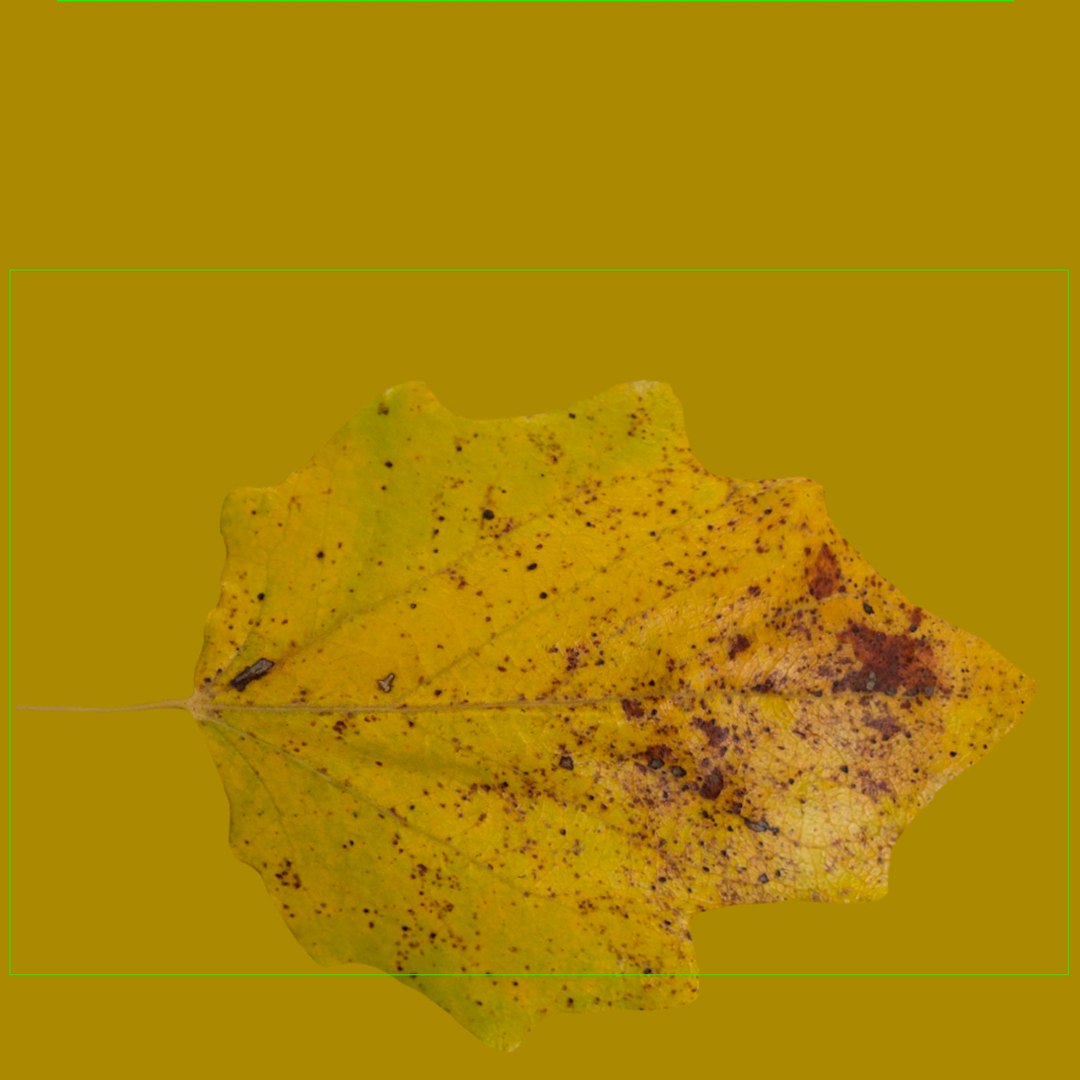 max yellow poplar tree https://p.turbosquid.com/ts-thumb/VQ/OKwEoJ/ZMF4SVDx/yellowpoplartree_4/jpg/1393020746/1920x1080/fit_q87/43258d015ec390443422958659e9b5d907734857/yellowpoplartree_4.jpg