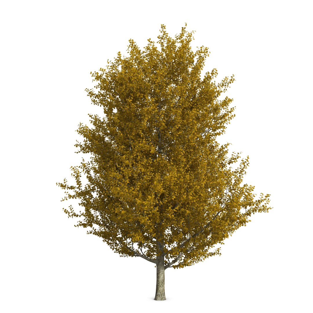 max yellow poplar tree https://p.turbosquid.com/ts-thumb/VQ/OKwEoJ/ZZ33ArRI/yellowpoplartree_11/jpg/1393020766/1920x1080/fit_q87/41d1b192c600c0e6311f95c624a733ea39bf5944/yellowpoplartree_11.jpg