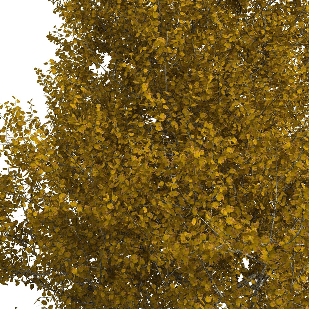 max yellow poplar tree https://p.turbosquid.com/ts-thumb/VQ/OKwEoJ/d0Qs8GPv/yellowpoplartree_23/jpg/1393020814/1920x1080/fit_q87/284179dde8a640dcb81c3d4a1eb368fb0afbecd2/yellowpoplartree_23.jpg