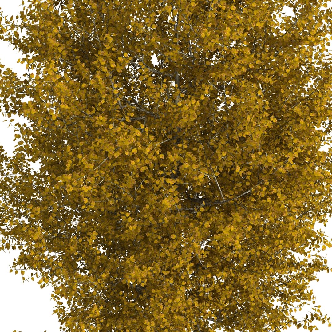 max yellow poplar tree https://p.turbosquid.com/ts-thumb/VQ/OKwEoJ/gKGFgRGg/yellowpoplartree_16/jpg/1393020786/1920x1080/fit_q87/e96622fec94d2fa675cde5b31ea0d99dbbca004d/yellowpoplartree_16.jpg