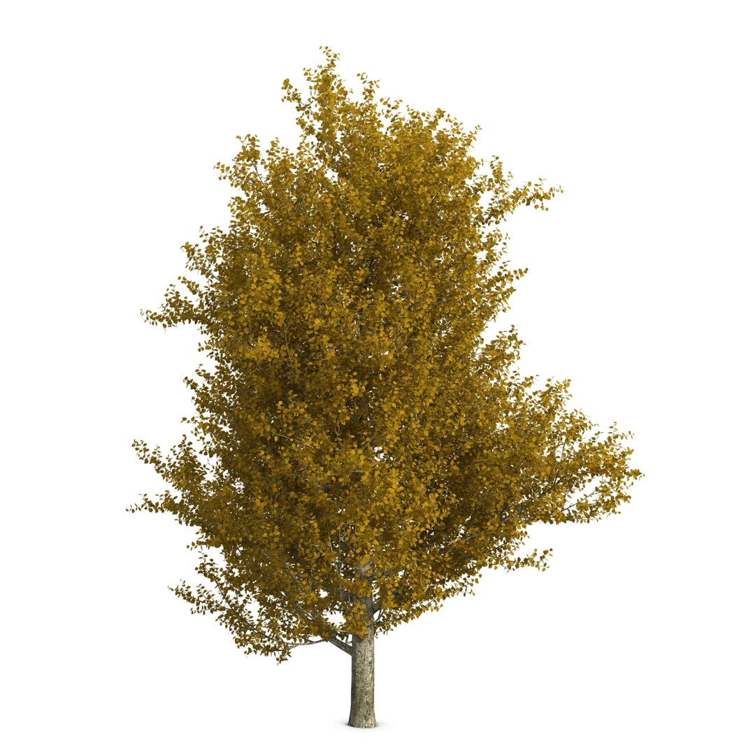 max yellow poplar tree https://p.turbosquid.com/ts-thumb/VQ/OKwEoJ/gefwDbXk/yellowpoplartree_9/jpg/1393020760/1920x1080/fit_q87/c52146ebb76abbc53988a40482e18dea592f4660/yellowpoplartree_9.jpg