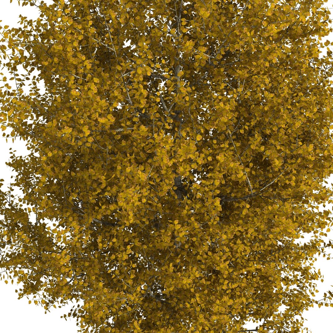 max yellow poplar tree https://p.turbosquid.com/ts-thumb/VQ/OKwEoJ/h27AP8xr/yellowpoplartree_15/jpg/1393020780/1920x1080/fit_q87/09ac901259d9bf085484de7e0536aafe40357b6a/yellowpoplartree_15.jpg