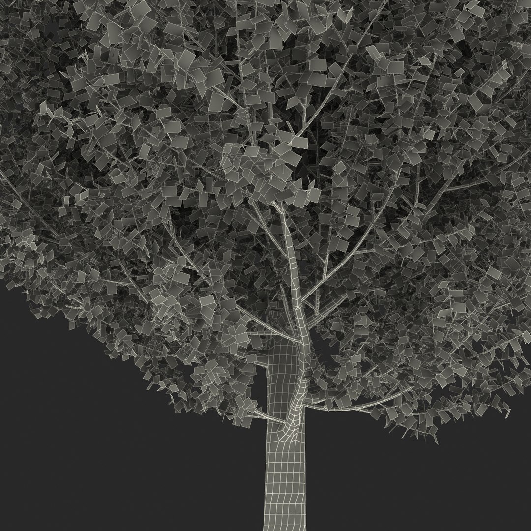 max yellow poplar tree https://p.turbosquid.com/ts-thumb/VQ/OKwEoJ/iN9bElph/yellowpoplartree_34/jpg/1393020858/1920x1080/fit_q87/bf4ec342a357d30bf74438c2adc3079faa642e99/yellowpoplartree_34.jpg