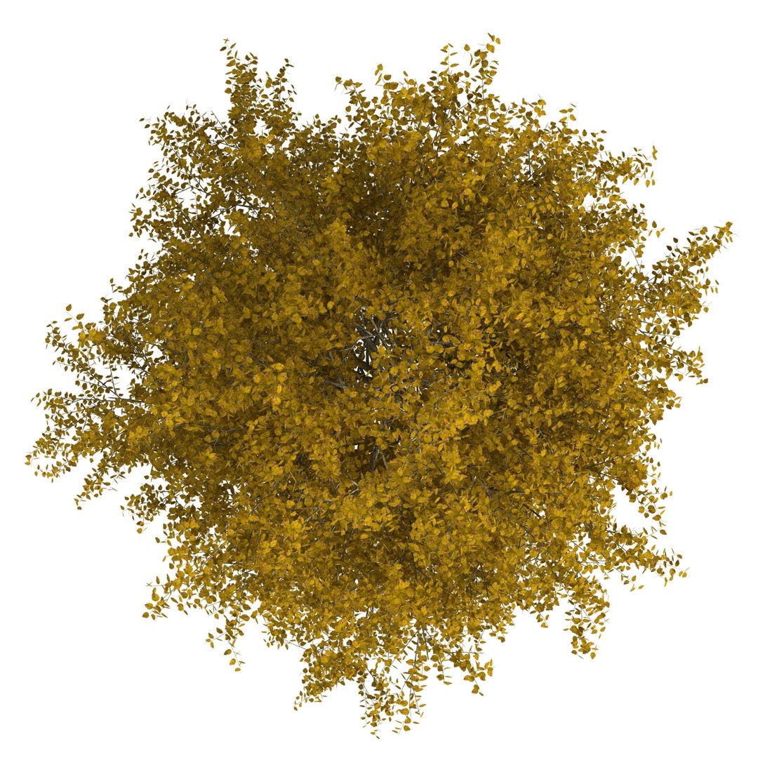 max yellow poplar tree https://p.turbosquid.com/ts-thumb/VQ/OKwEoJ/jzIzyGi1/yellowpoplartree_14/jpg/1393020777/1920x1080/fit_q87/45a30434d4984c4f7e373478a7d338e75d0db18f/yellowpoplartree_14.jpg