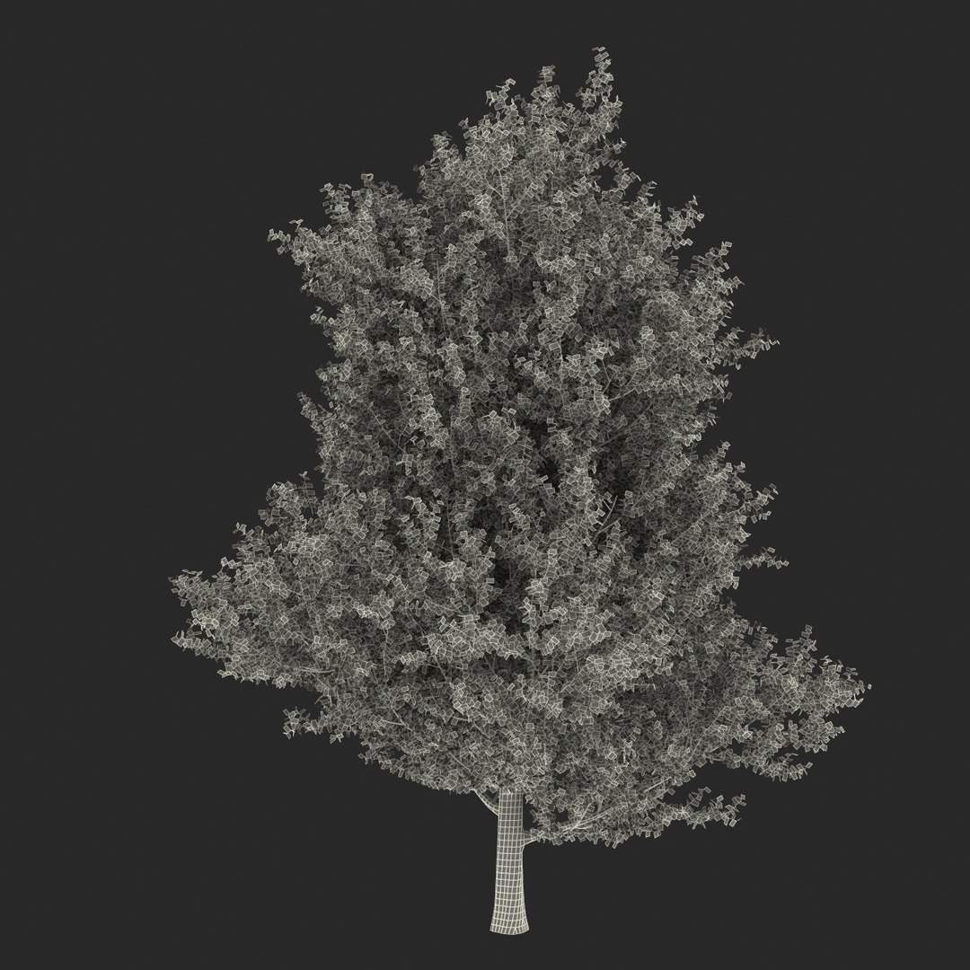 max yellow poplar tree https://p.turbosquid.com/ts-thumb/VQ/OKwEoJ/m2cZRCOI/yellowpoplartree_31/jpg/1393020846/1920x1080/fit_q87/acc53bfedef6fdc12785c3118d5b02ba94dd4671/yellowpoplartree_31.jpg
