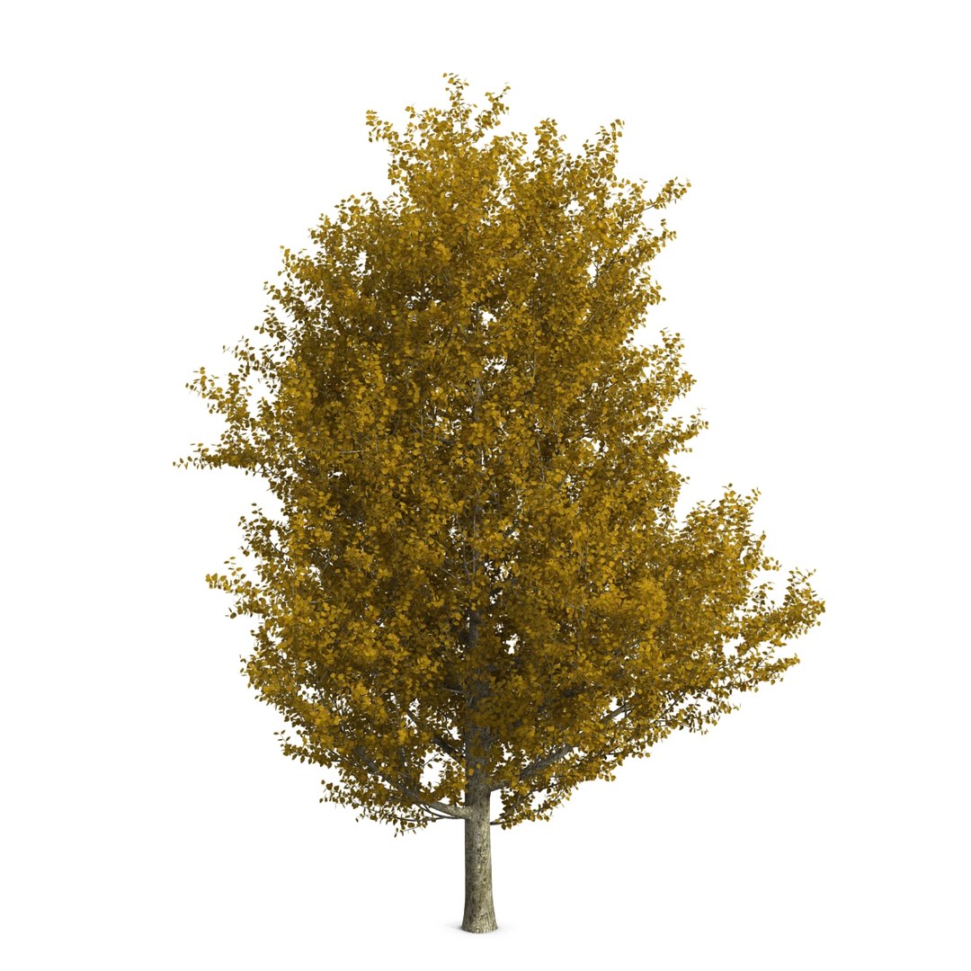 max yellow poplar tree https://p.turbosquid.com/ts-thumb/VQ/OKwEoJ/owwobcwM/yellowpoplartree_10/jpg/1393020763/1920x1080/fit_q87/c1380f6b0846d11c4ccad58d2c0d92b59a047cfb/yellowpoplartree_10.jpg