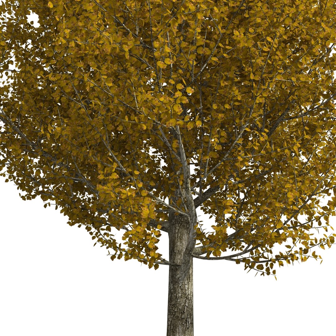 max yellow poplar tree https://p.turbosquid.com/ts-thumb/VQ/OKwEoJ/tP99kOCe/yellowpoplartree_26/jpg/1393020826/1920x1080/fit_q87/fef11463cbb86034c06803fb19ad571787a893a9/yellowpoplartree_26.jpg