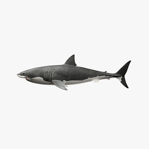 Shark  Riggied 3D model