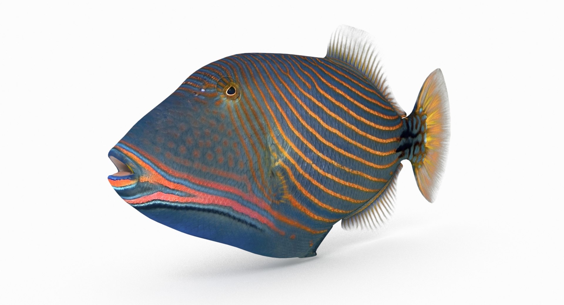 Undulate Triggerfish 3D Model - TurboSquid 1203585