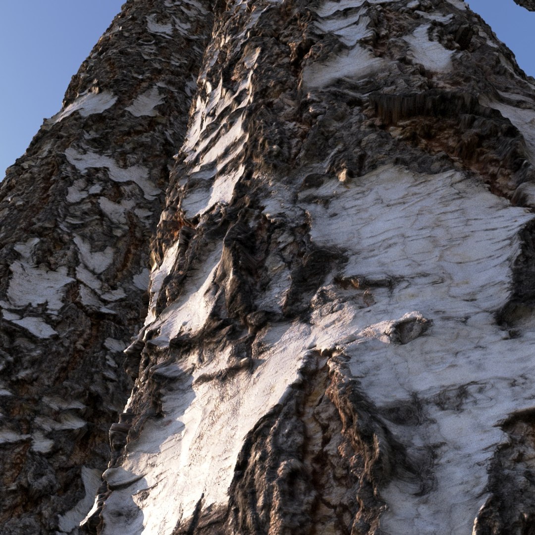 3D Model Birch Bark 8k - TurboSquid 1166474