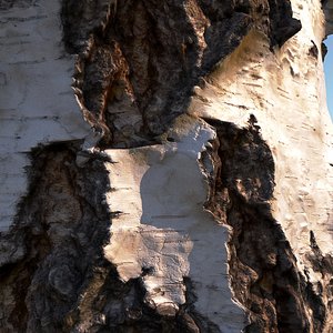 Birch bark vray 8k material (seamless texture)