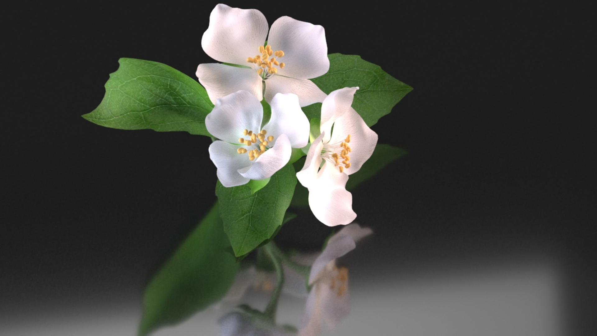 쟈스민 꽃 3D 모델 - TurboSquid 1402598