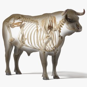Bull Body and Skeleton Static model