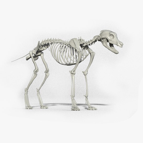 オオカミの骨格3Dモデル - TurboSquid 1709051