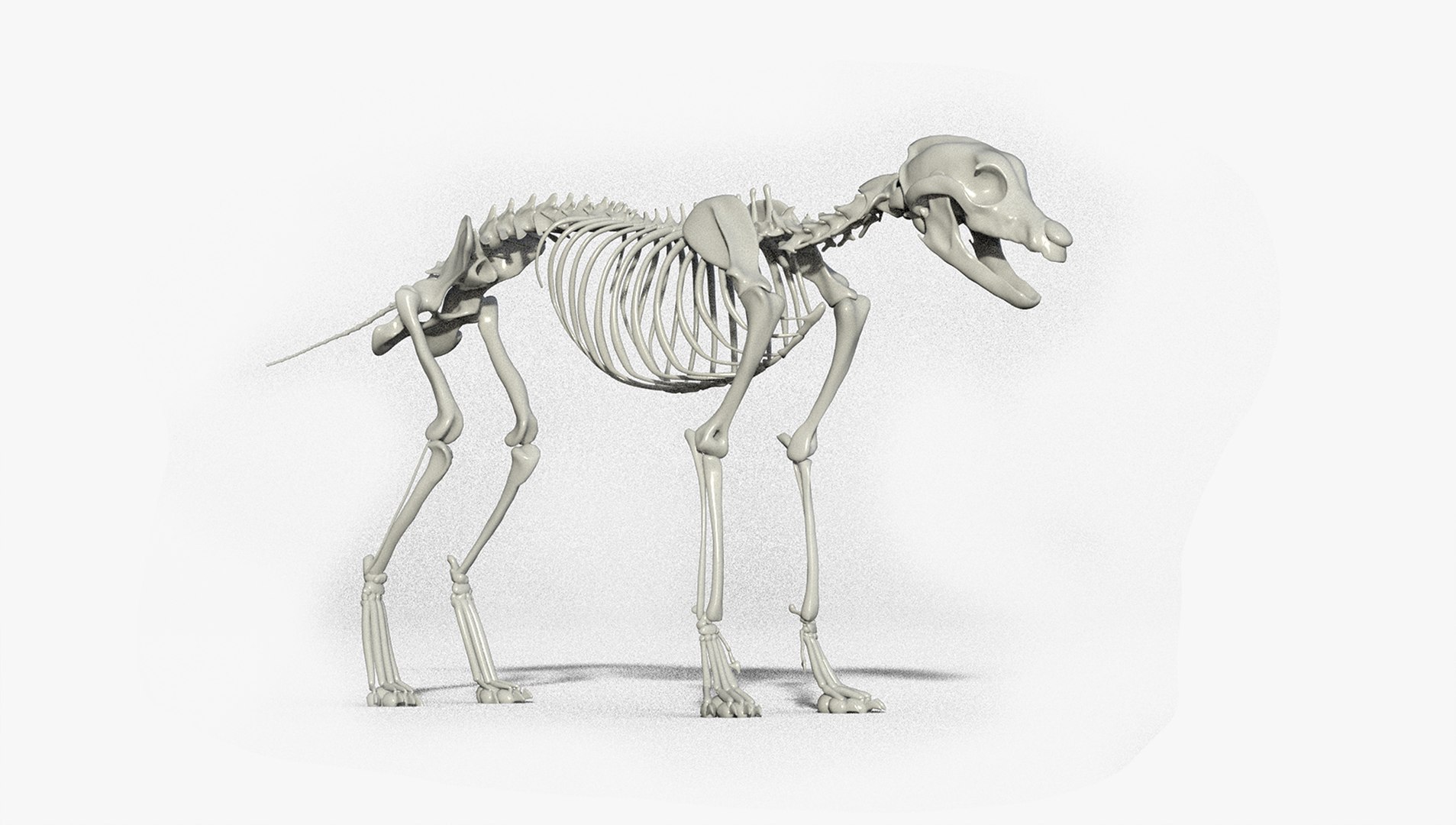 3D Wolf Skeleton - TurboSquid 1709051