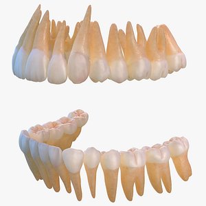 Human Teeths