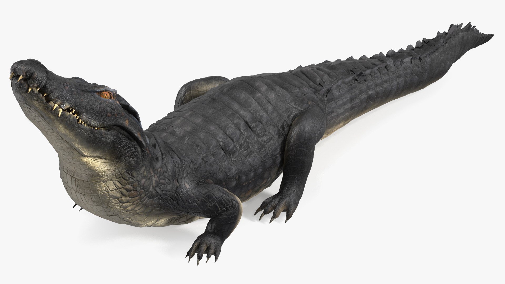 Melanosuchus Niger Rigged 3D model preview