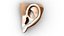 Ear