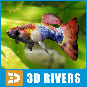 3d 3ds guppy fish
