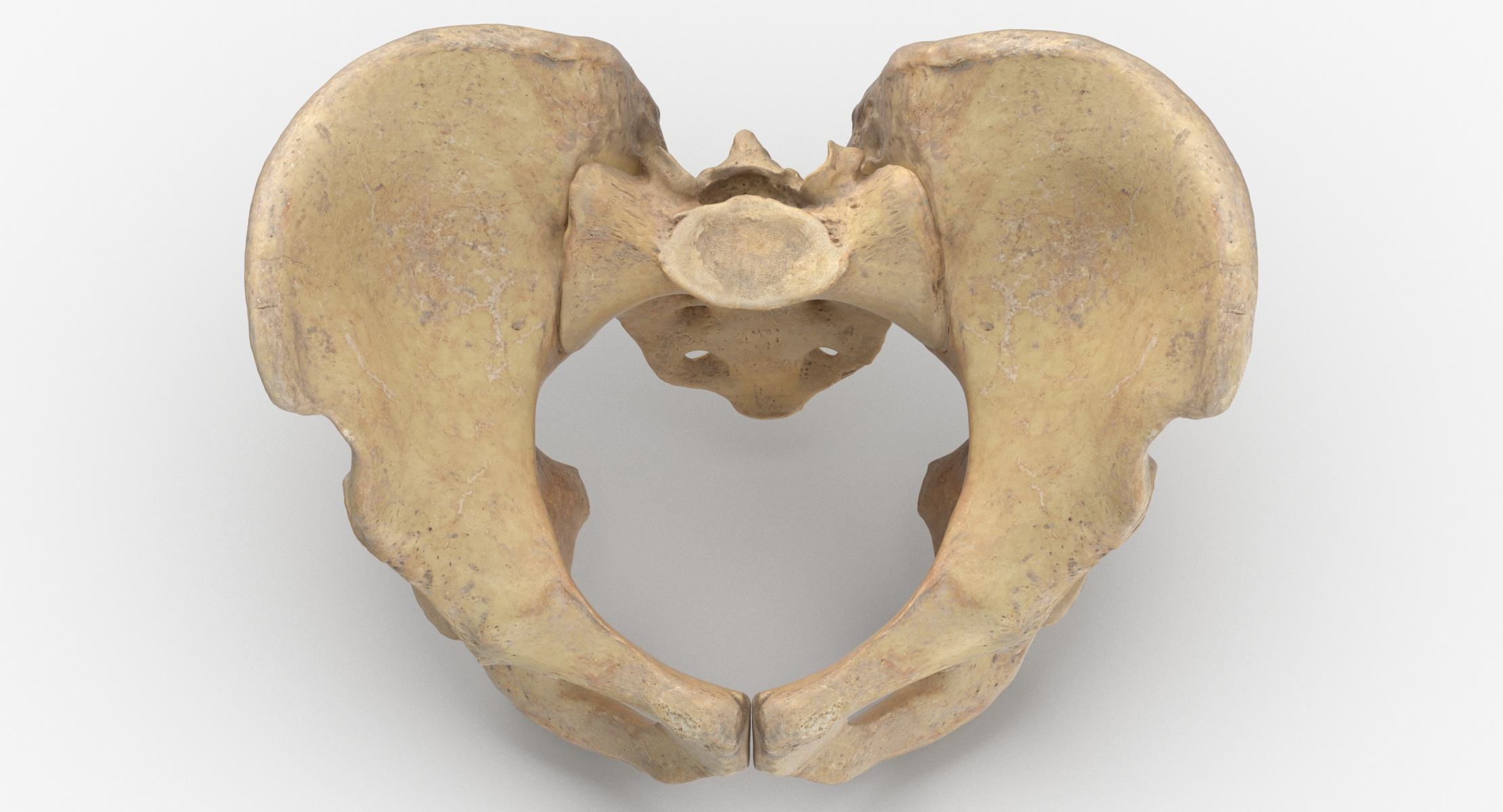 modelo 3d Colección Huesos de Sacro y Pelvis Humana Masculina y