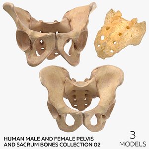 Human Male and Female Pelvis and Sacrum Bones Collection Yellow - 3 models model
