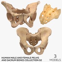 Human Male and Female Pelvis and Sacrum Bones Collection Yellow - 3 models
