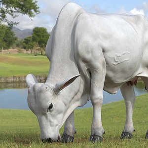 Ongole Cattle Female Eating