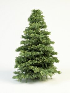 abies concolor 4,5 white fir