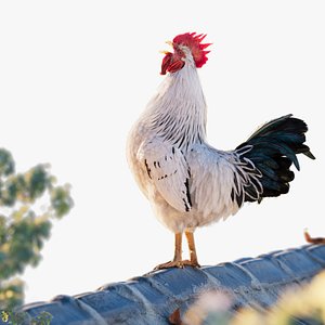 3D White Cock Animated model