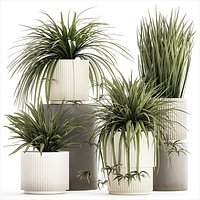 Set of beautiful plants Chlorophytum bush in a pot 1302